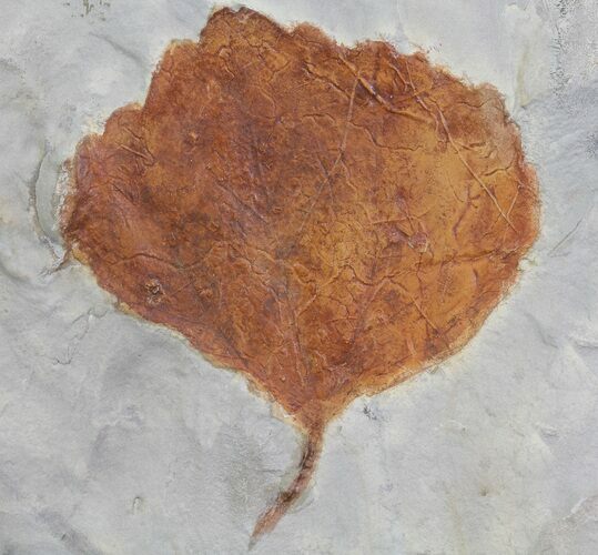 Detailed Fossil Leaf (Zizyphoides) - Montana #68308